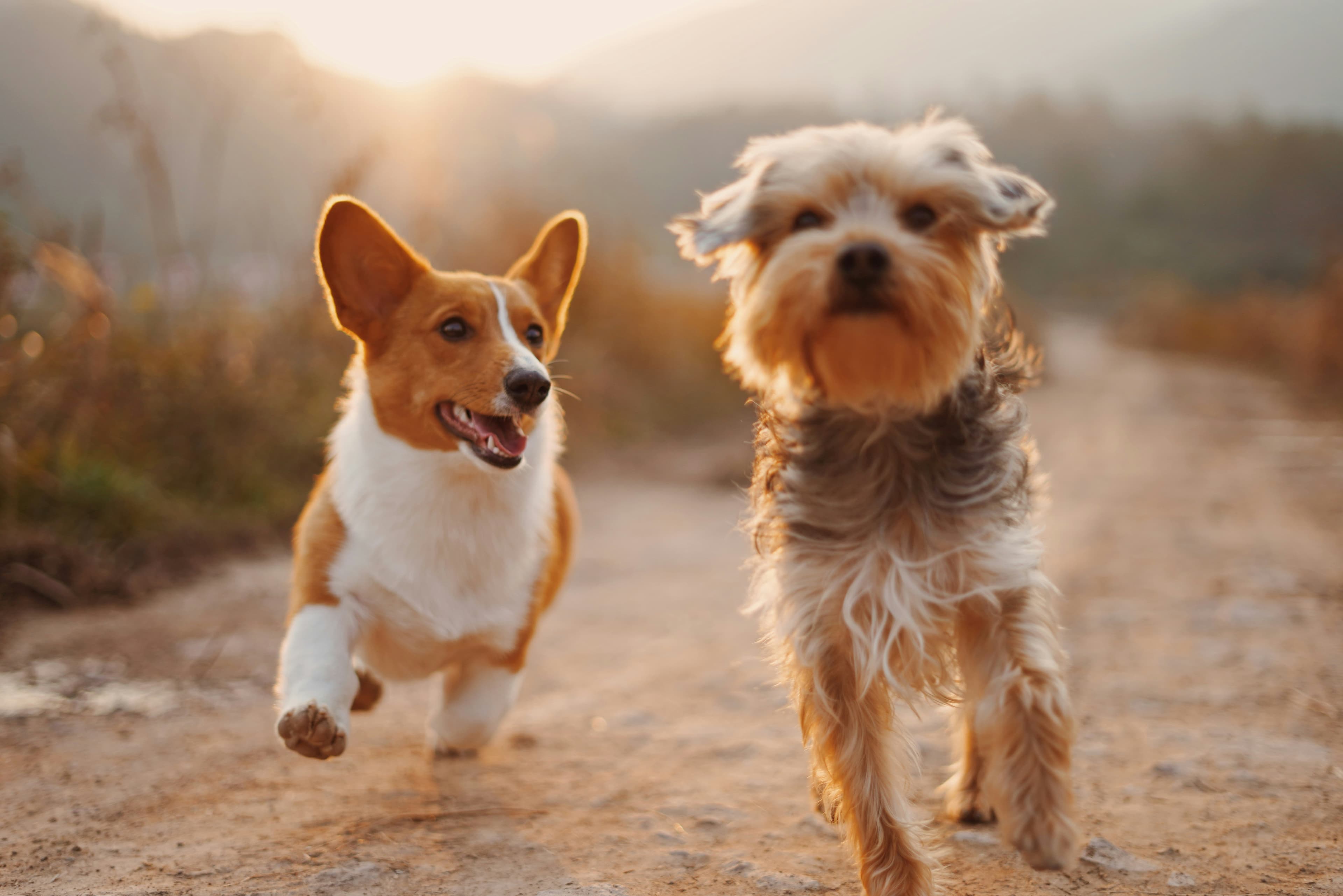 Corgi and terrier running