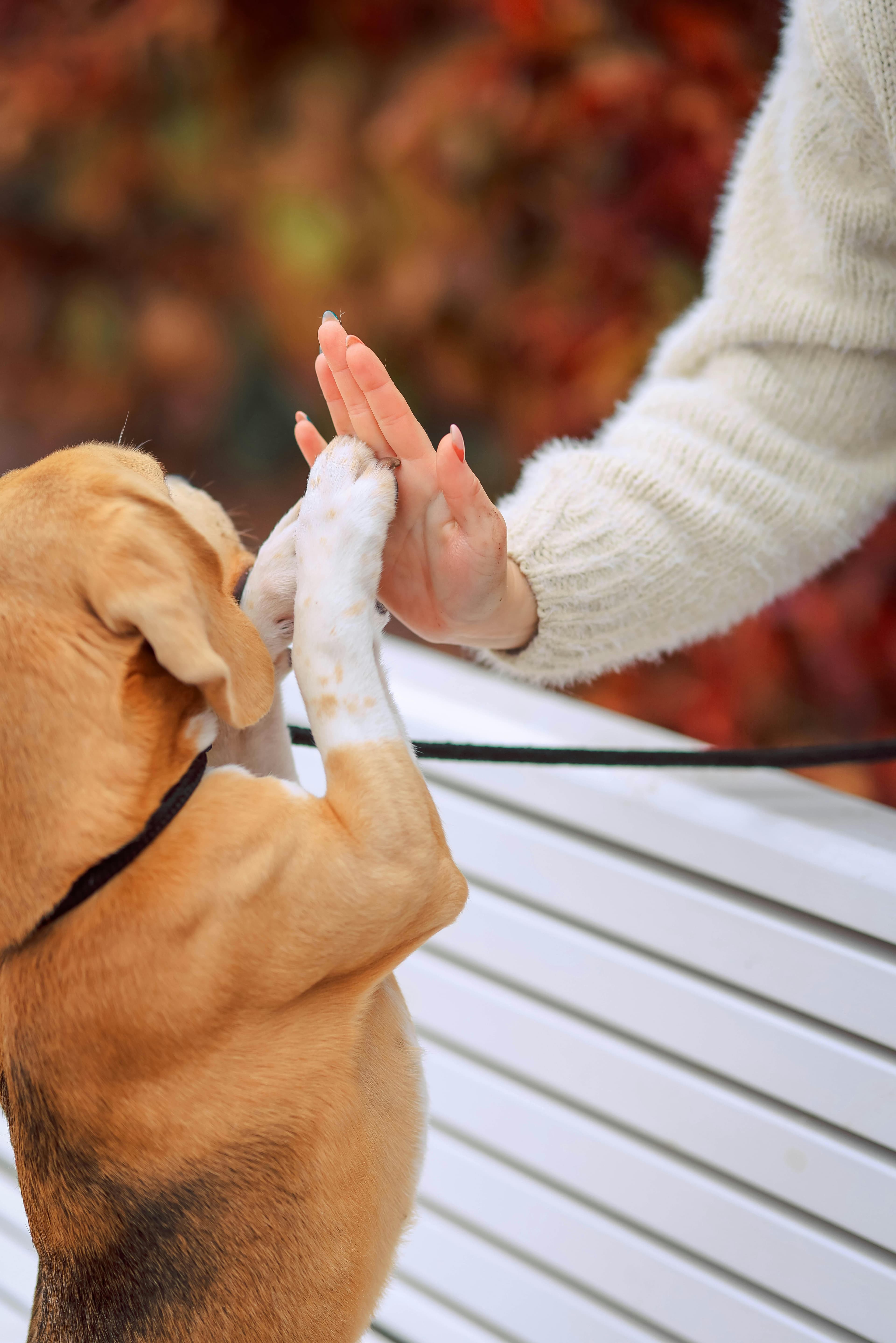 Beagle giving a high five to its owner