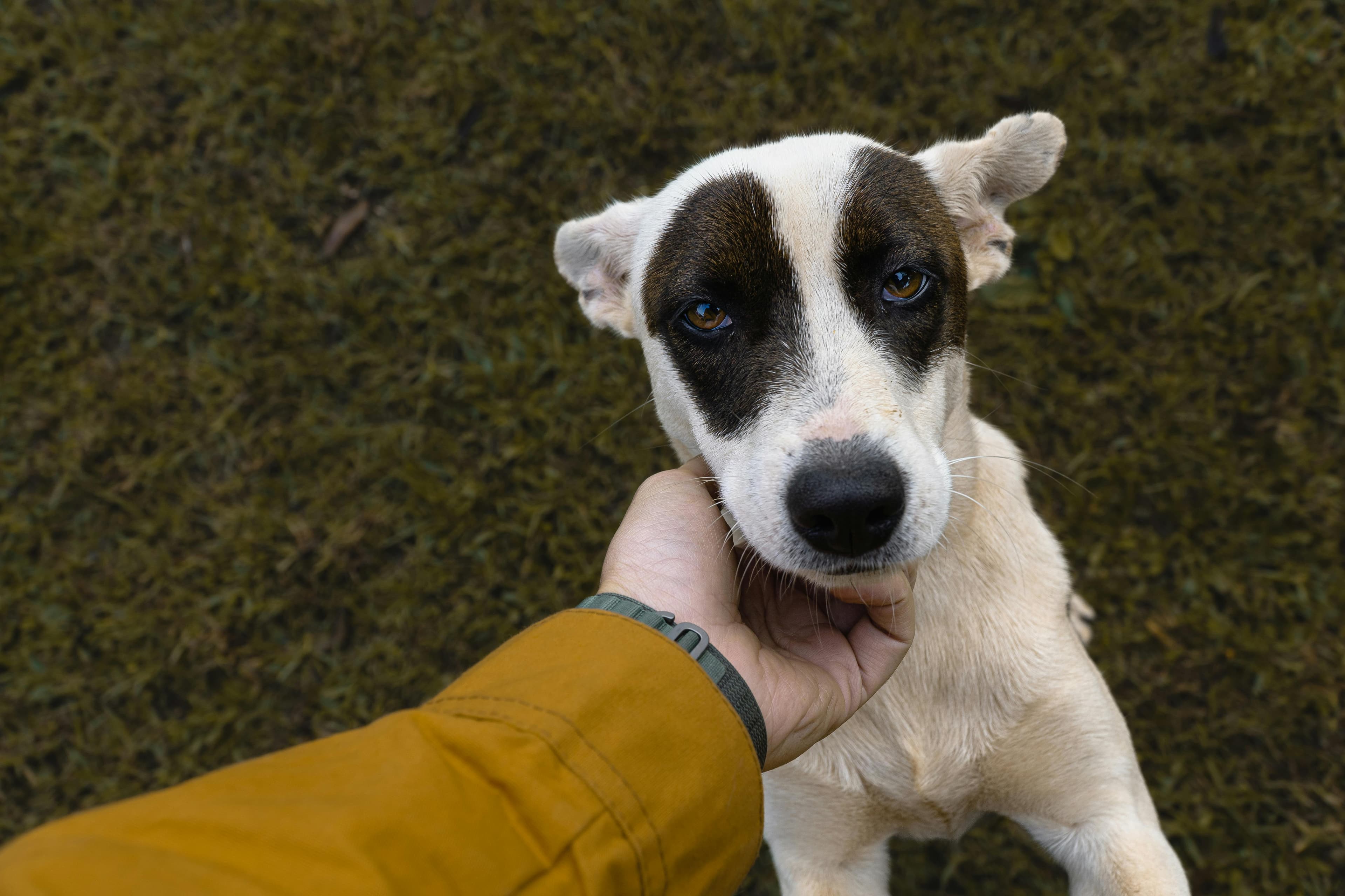 Close up of a dog being held
